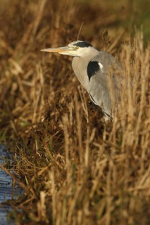 Grey Heron (Ardea cinerea), Utrecht, Netherlands