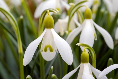 Snowdrop (Galanthus nivalis) Snowdrop • Baden-Württemberg, Germany, Swabian Jura,