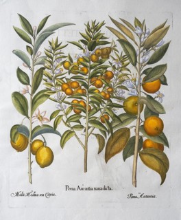 Flowering lemons, bitter orange and oranges, hand-coloured copperplate engraving by Basilius