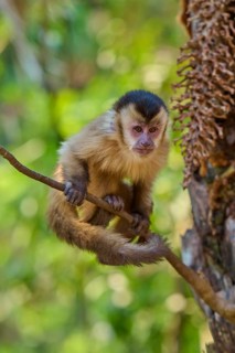 A capuchin monkey looks curiously from a branch in a dense forest, capuchin monkey (Sapajus