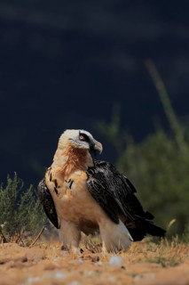 Bearded Vulture (Gypaetus barbatus) on ground, Catalonia, Spain