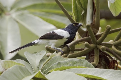 Magpie Tanager (Cissopis leverianus), Ecuador