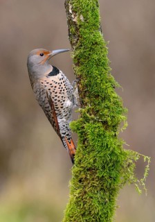 Northern Flicker (Colaptes auratus) female, British Columbia, Canada