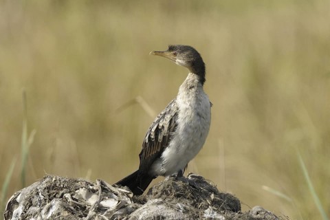 Reed Cormorant (Microcarbo africanus) juvenile, Gambia