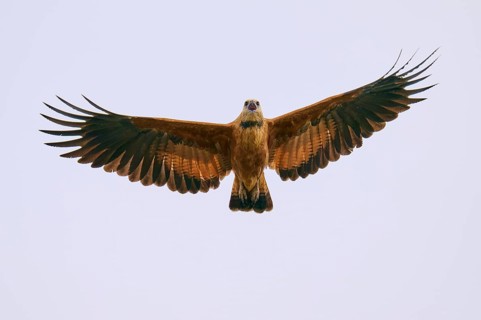 A bird of prey flies high in the sky with outstretched wings, Fish Buzzard (Busarellus