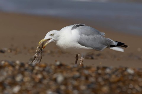 Herring gull (Larus argentatus) adult seagull bird feeding on a Dogfish shark fish on a beach in