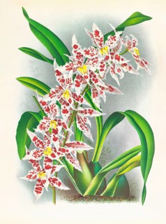 Orchid, Odontoglossum schlesingerianum, authentic reproduction of an illustration by Jean Jules