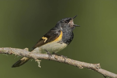 American Redstart (Setophaga ruticilla) male singing, Ontario, Canada