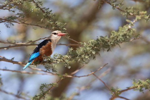 Grey-headed Kingfisher (Halcyon leucocephala leucocephala) perched on a branch, Lake Langano,