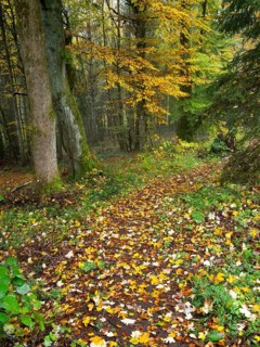 Woodland path, covered in autumn leaves, beside the Schwartzbach stream, in the Rhön UNESCO