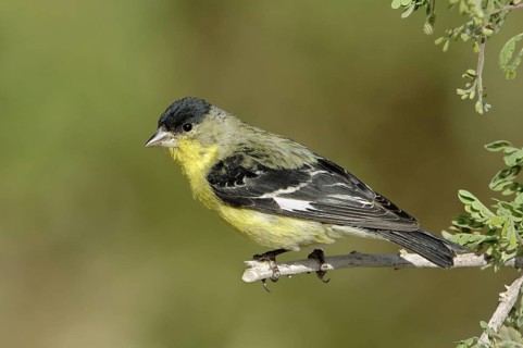 Lesser Goldfinch (Spinus psaltria) male, Arizona, USA