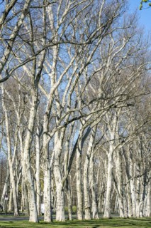 Treptower Park, plane tree (Platanus × hispanica), Anchers Havecenter, Berlin, Berlin, Germany