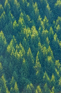 Pine trees forest, Queenstown, South Island, New Zealand