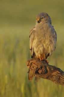 Montagu's Harrier (Circus pygargus) male, Seville, Spain