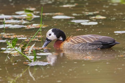 White-faced Whistling-Duck (Dendrocygna viduata) in a marsh in the Atlantic rainforest of southeast