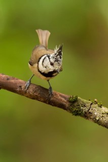 European Crested Tit (Lophophanes cristatus), Utrecht, Netherlands