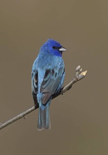 Indigo Bunting (Passerina cyanea) male, Ohio, USA