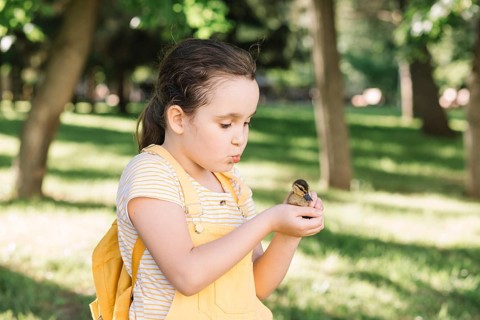 A young girl in a striped shirt tenderly holds a fluffy duckling in her hands, forming a connection