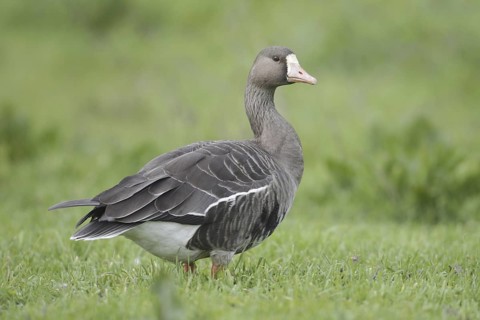 Greater White-fronted Goose (Anser albifrons), California, USA