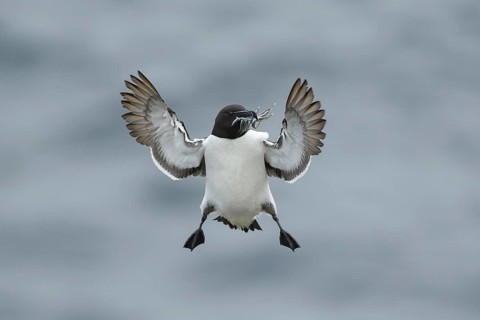 Razorbill (Alca torda islandica) flying with sandeels in beak, Iceland