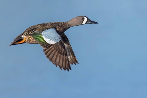 Blue-winged Teal (Anas discors) flying above pond in Manitoba, Canada