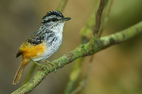 Guianan Warbling-Antbird (Hypocnemis cantator) perched on a branch in the rainforest of Guyana