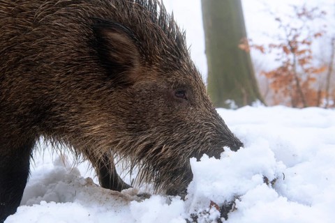 Wild boar (Sus scrofa) in the snow in a wintery forest, Teutoburg Forest, Melle, Lower Saxony,