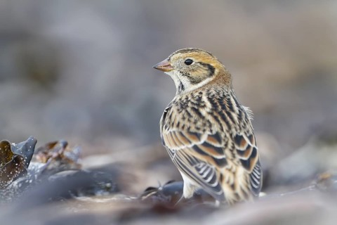 Lapland Longspur - Spornammer - Calcarius lapponicus ssp. lapponicus, Germany