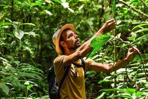 Spanish man examines plant life during a hiking trip in the Choco Andino rainforest of Ecuador.