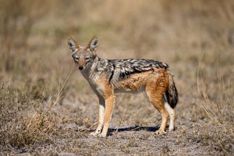 Black-backed jackal (Lupulella mesomelas), Nxai Pan National Park, near Gweta, Central District,