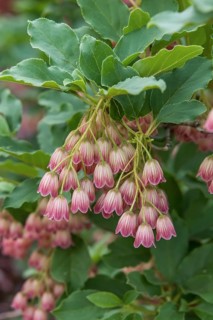 Magnificent bell (Enkianthus campanulatus), Rhodo 2018, Germany