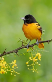 Baltimore Oriole (Icterus galbula) male, Texas, USA
