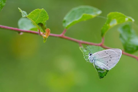 Alexis blue, (Glaucopsyche alexis), animals, insects, butterflies, butterflies, Muselievo, Pleven,