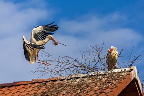White stork (Ciconia ciconia), flying to the nest with nesting material in its beak, Affenberg,