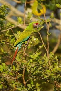 Military Macaw Ara militaris El Tuito, Jalisco, Mexico 9 June Adult Psittacidae