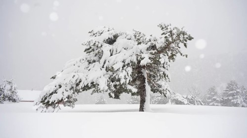 A picturesque Aleppo pine, Pinus halepensis, stands gracefully covered in snow at Guadarrama