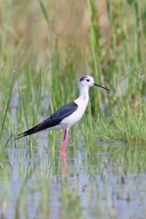 Stilt (Himantopus himantopus), adult bird standing in the reeds of the shore vegetation, wildlife,