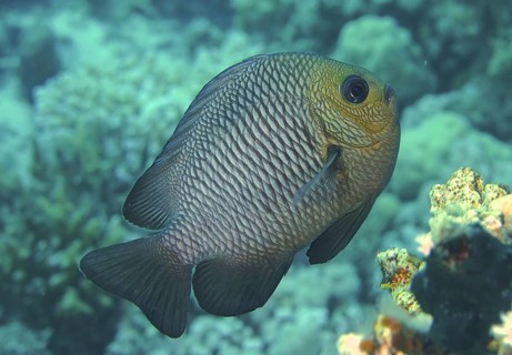 Three-spotted damselfish (Dascyllus trimaculatus)