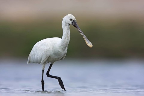 Eurasian Spoonbill (Platalea leucorodia), Oman