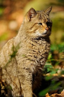 Close-up of a European wildcat (Felis silvestris silvestris) in spring in the bavarian forest