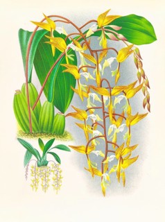 Orchid, Gongora maculata, authentic reproduction of an illustration by Jean Jules Linden (1817 -
