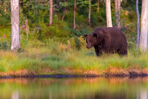 European brown bear, animals, mammals, (Ursus arctos arctos), forest, Scandinavia, bear family,