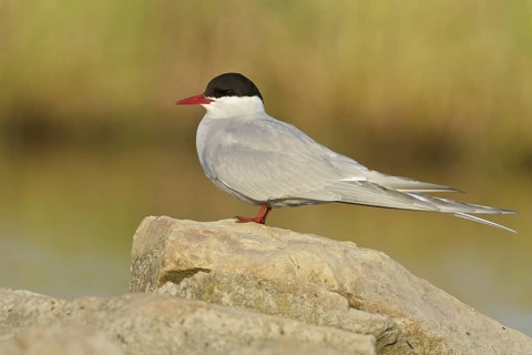 Arctic Tern (Sterna paradisaea), Manitoba, Canada