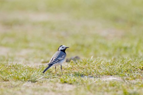 White wagtail (Motacilla alba) standing on short grass in open meadow, minimalistic natural