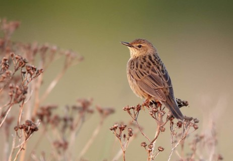 Common Grasshopper Warbler (Locustella naevia), Mecklenburg-Western Pomerania, Germany