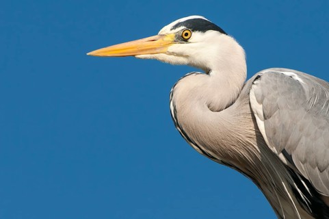 Grey Heron (Ardea cinerea), Lower Saxony, Germany