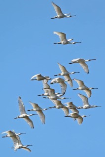 Eurasian Spoonbill (Platalea leucorodia) group flying, Schleswig-Holstein, Germany