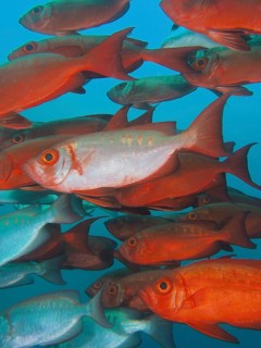 Reef bigeye perch (Priacanthus hamrur)