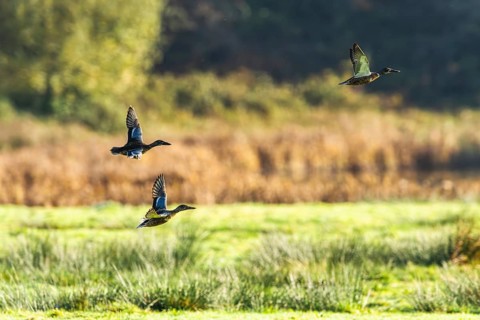 Northern Shoveler, Spatula clypeata, birds in flight over marshes, Devon, England, United Kingdom