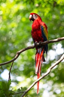 Scarlet macaw (Ara macao), parrot in the archaeological site of Copán, ruined Mayan city in the